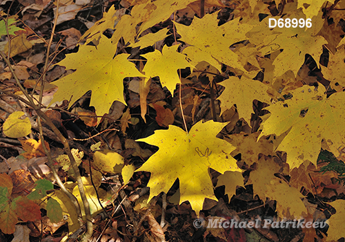 Sugar Maple (Acer saccharum)